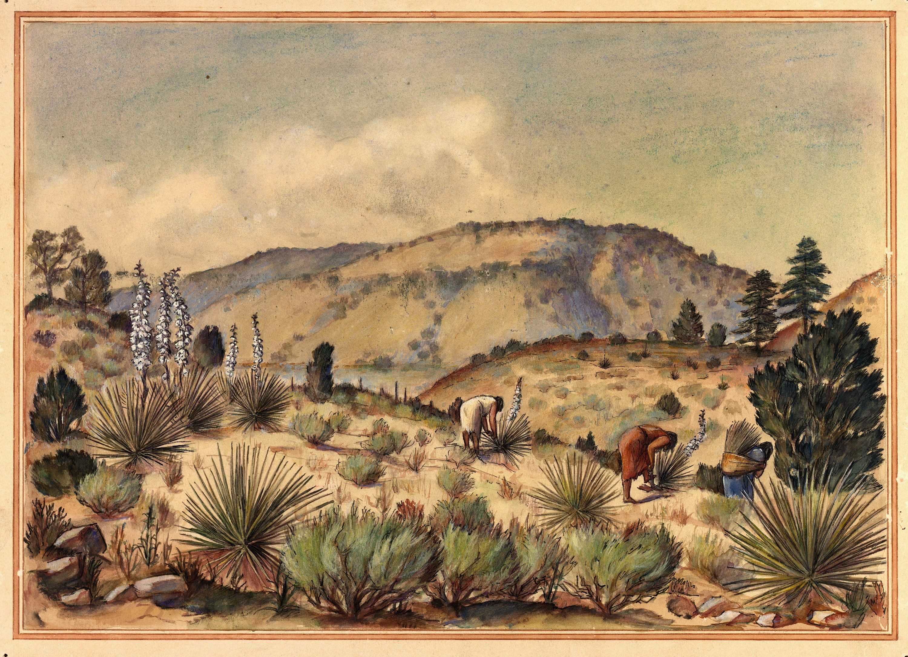 Unidentified, Women Gathering Yucca Plants