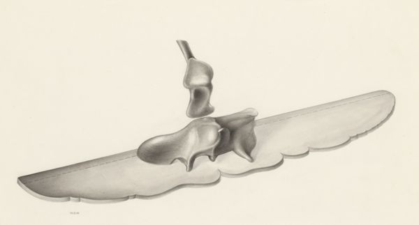 H.G Wetselaar, Sensory organs on an embryo