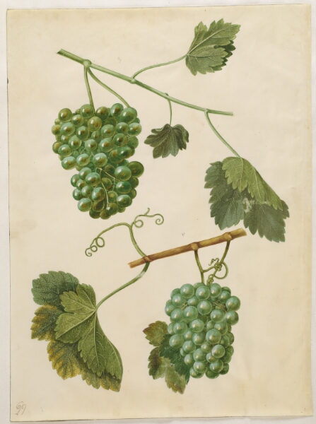 Hans Simon Holtzbecker, Vitis vinifera (almindelig vin)