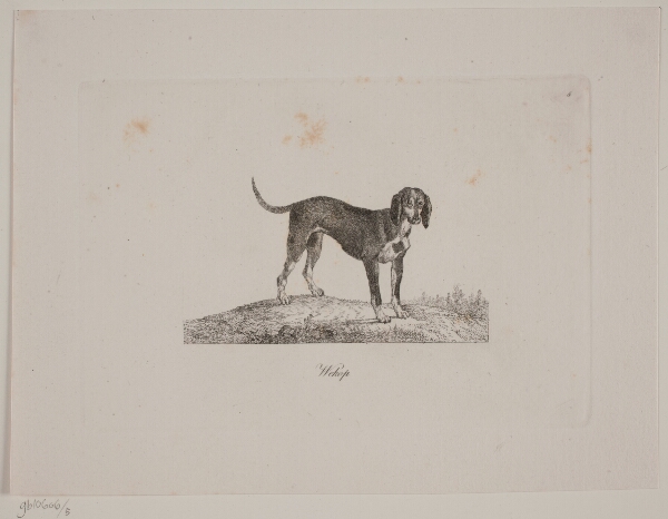 Christian David Gebauer, Wekop