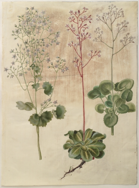 Hans Simon Holtzbecker, Saxifraga rotundifolia (rundbladet stenbræk); Saxifraga umbrosa (skygge-stenbræk); Saxifraga geum (porcelænsblomst)