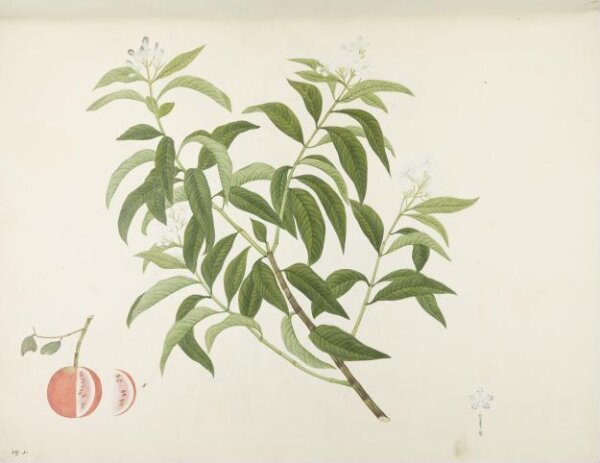 unknown, Flowers and Fruits