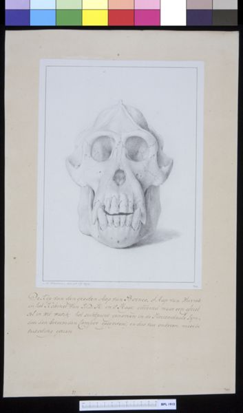 M Houtman, Animals: ape, skull, frontal view