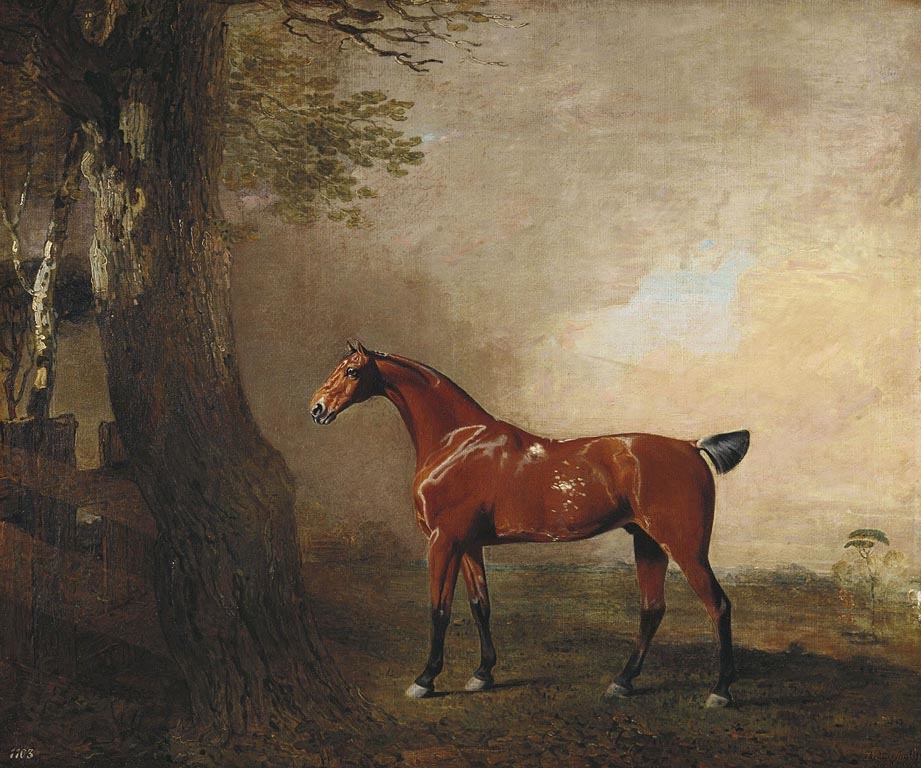 Benjamin Marshall, Tiger