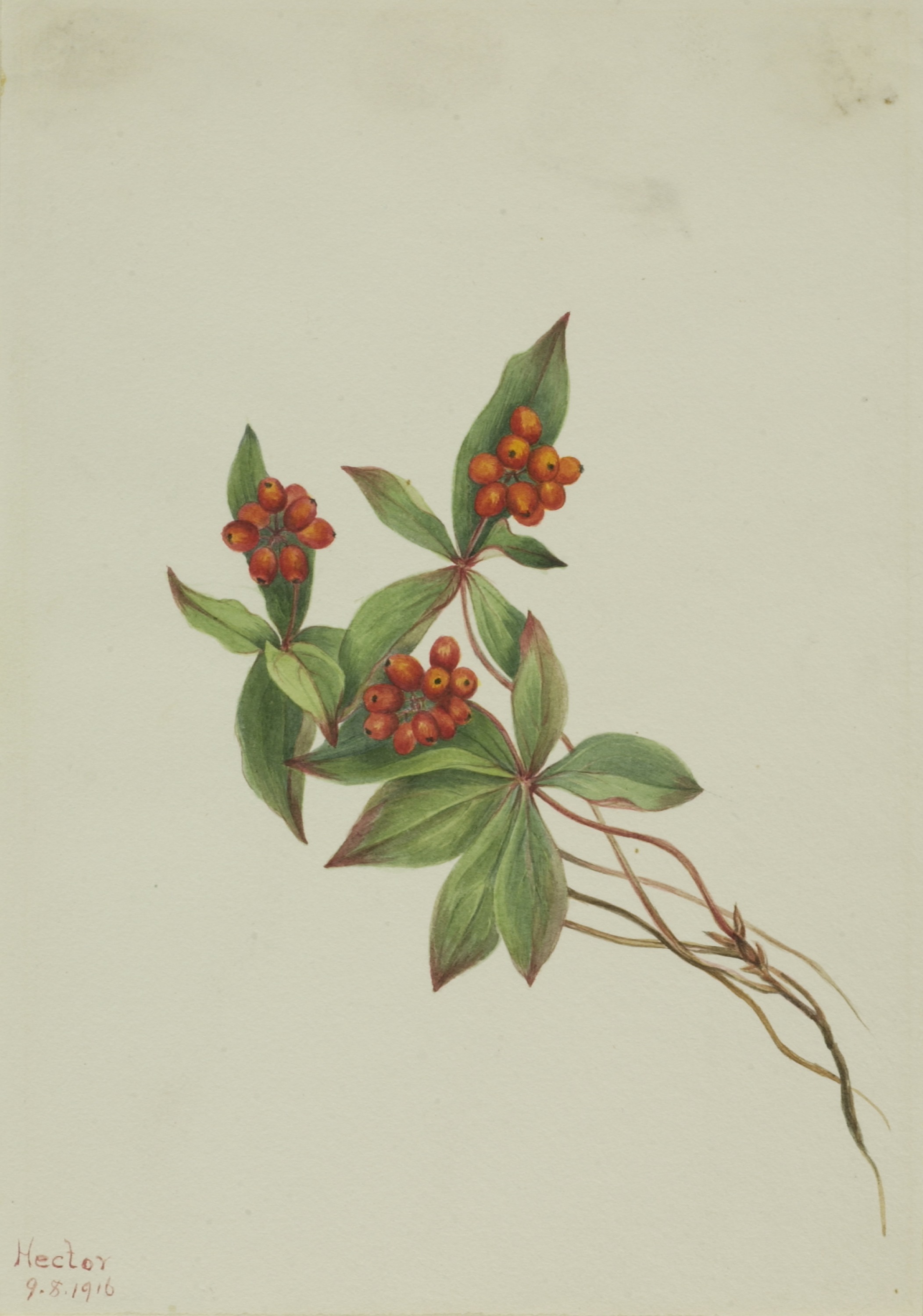 Mary Vaux Walcott, Bunchberry (Cornus canadensis)