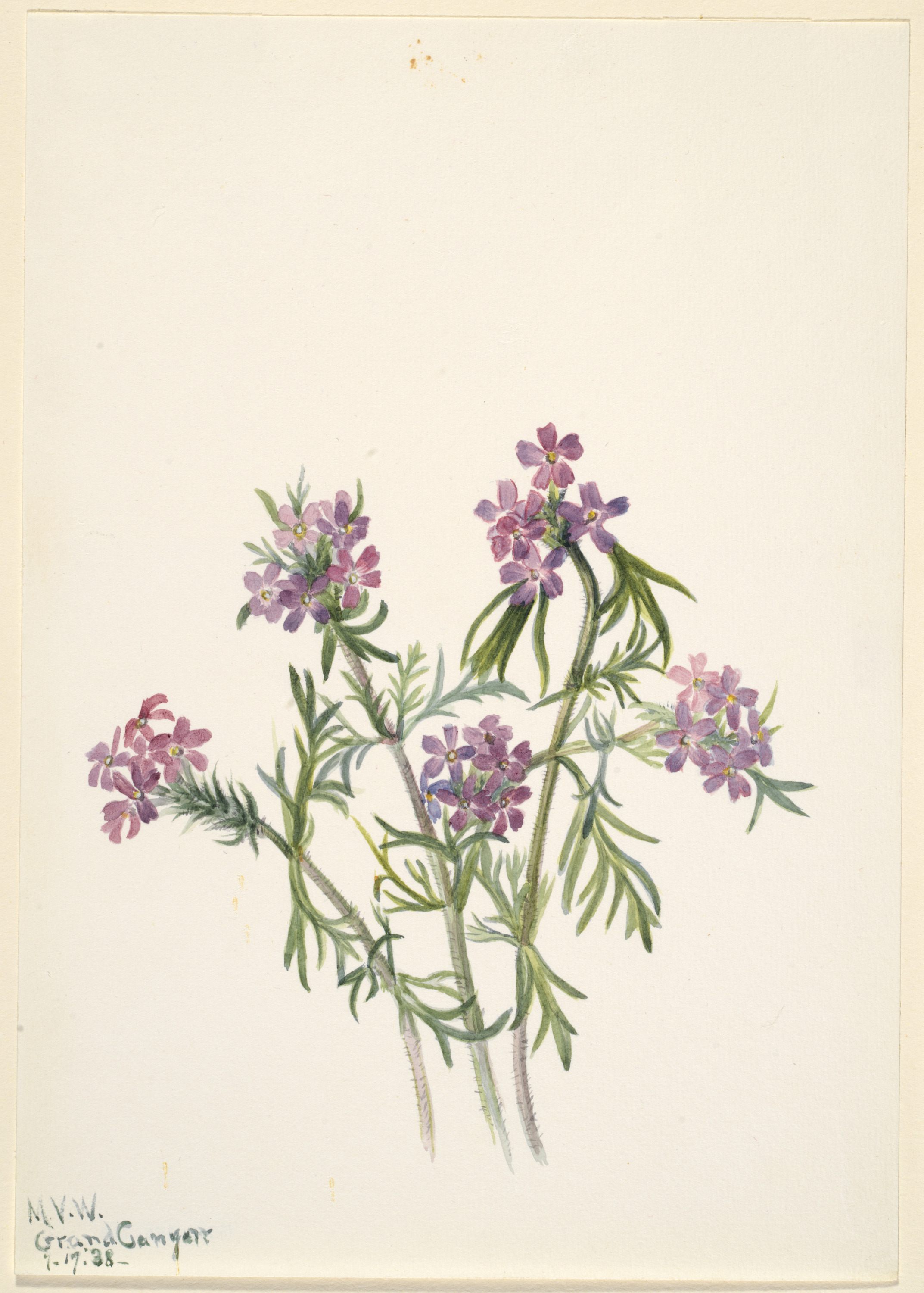 Mary Vaux Walcott, Vervain (Verbena wrightii)