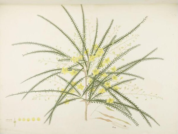 unknown, Flowers and Fruits