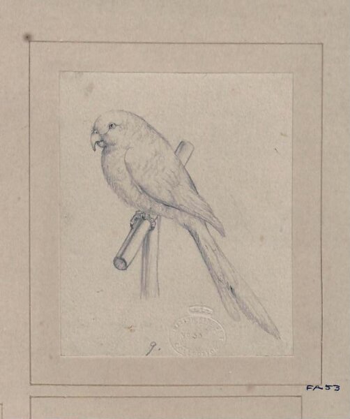 Edwin Landseer, Drawing of a bird