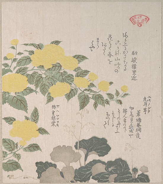 Kubo Shunman, Corchorus (or Yellow Rose) and Creeping Saxifrage