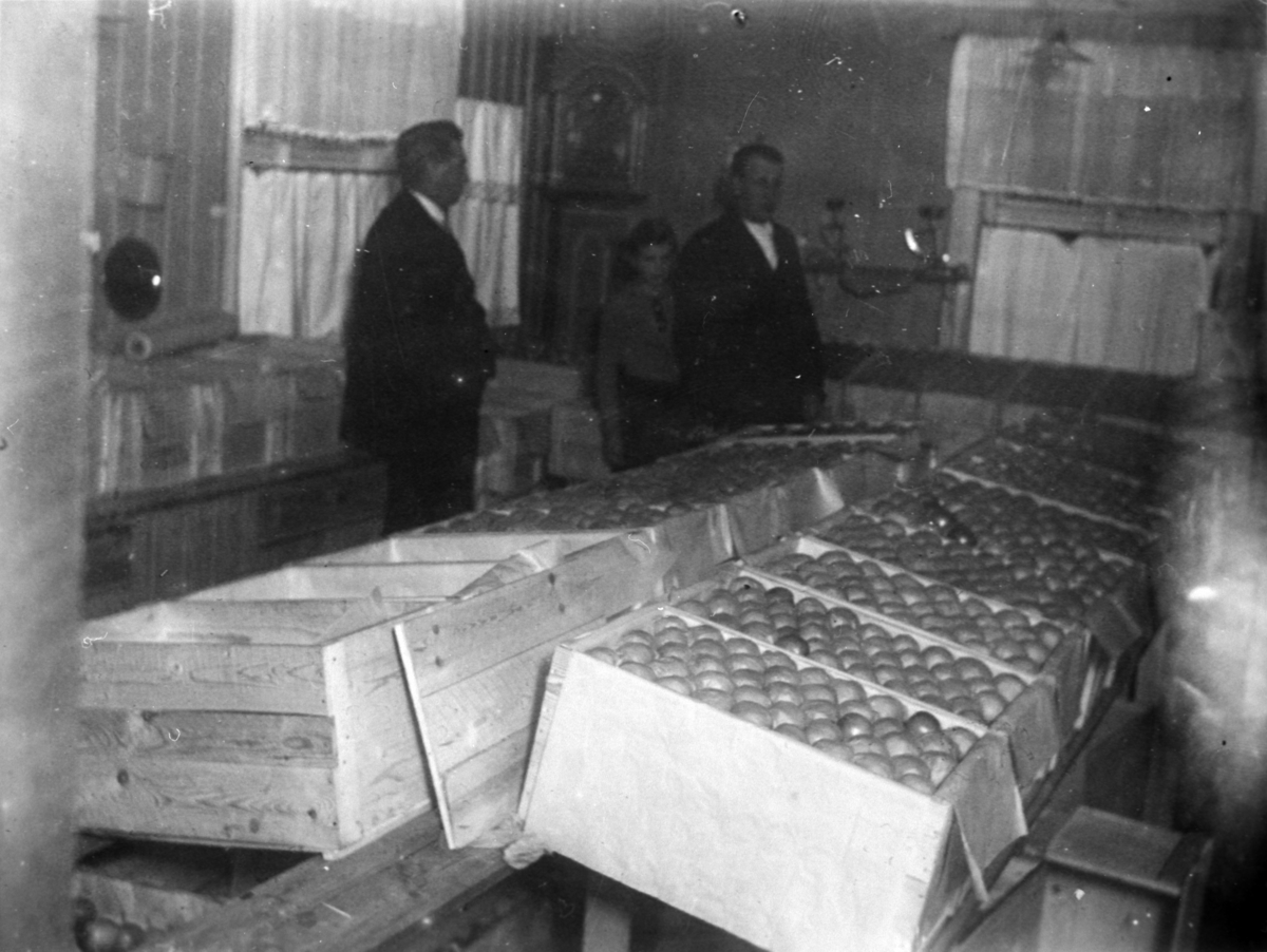 Anno Domkirkeodden, Interiør fra fruktlager. Fruktpakking, eplekasser, eplepakking, folk på fruktpakkekurs på Bjørnstad, Nes, Hedmark.