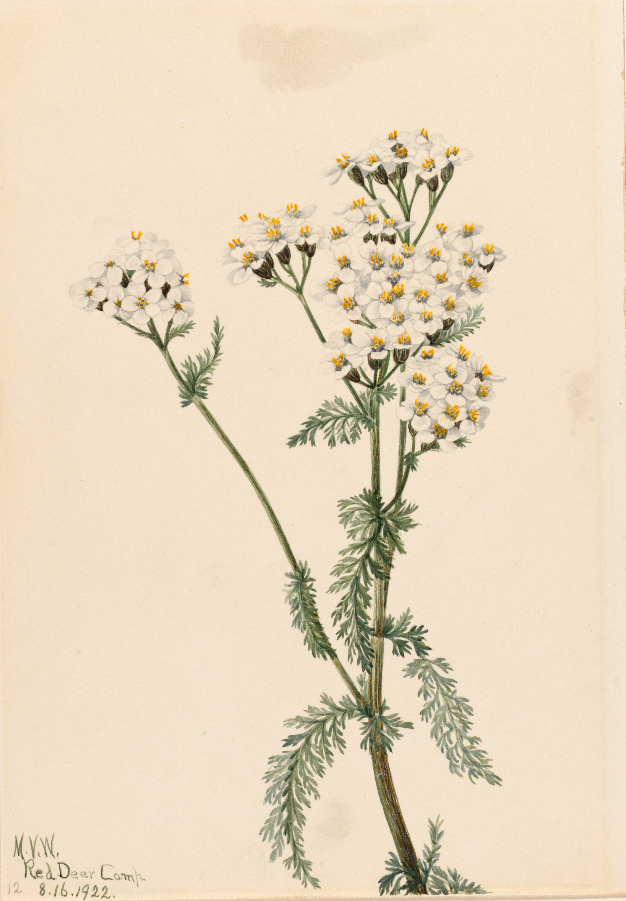 Mary Vaux Walcott, Western Yarrow (Achillea lanulosa)