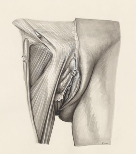 J Wetselaar-Whittaker, Female urogenital system