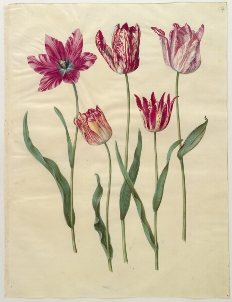Hans Simon Holtzbecker, Tulipa gesneriana (have-tulipan)