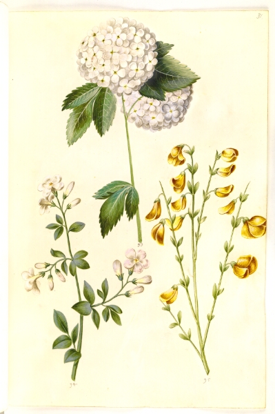 Hans Simon Holtzbecker, Viburnum opulus (almindelig snebolle); Jasminum officinale (læge-jasmin); Cytisus scoparius (almindelig gyvel)