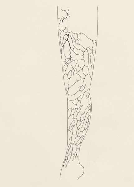H.G Wetselaar, Circulatory system of the leg