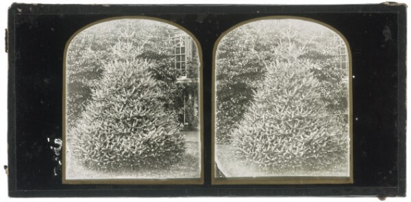 Unknown, [Spruce Tree] / [Christmas Tree]