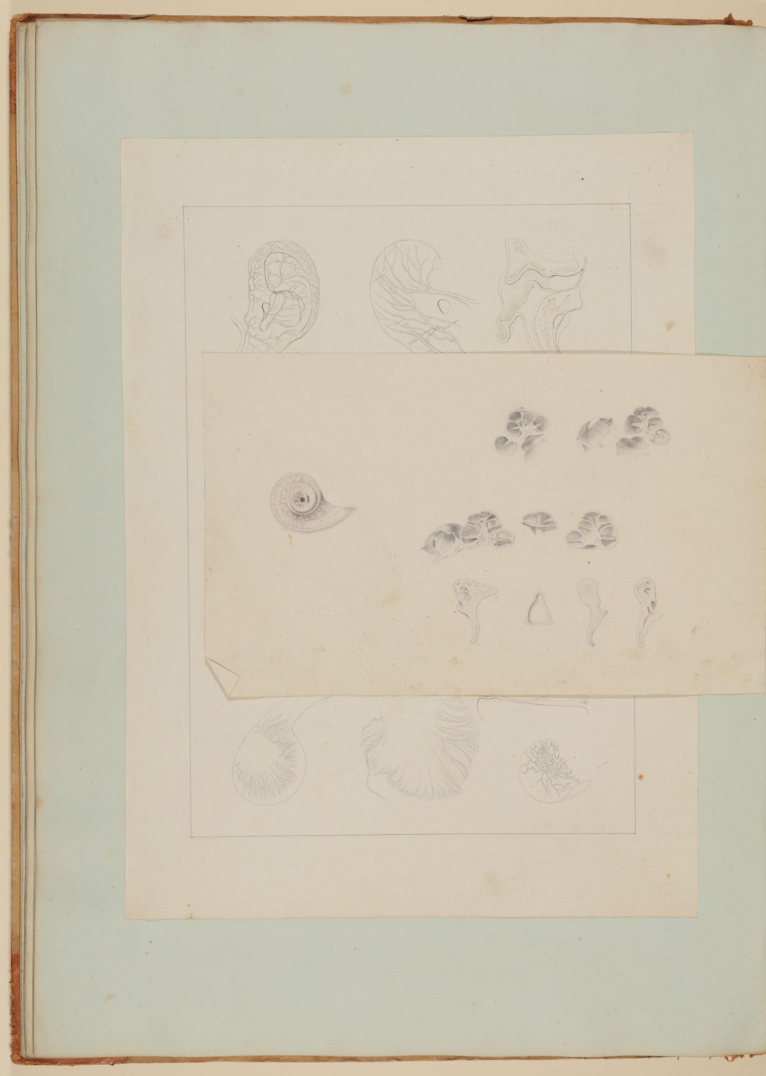 Christian Koeck, Bestandteile des menschlichen Hörorganes: div. Schnitte durch Schnecke, Amboss und Hammer [Vorzeichnung zu Samuel Thomas Soemmerring, Abbildungen des menschlichen Hörorganes, Frankfurt am Main 1806, Tafel IV ("schattierte" Darstellung), Fig. XVI, XIIII, XV, XI, XIII, XII sowie Taf. II ("schattierte…