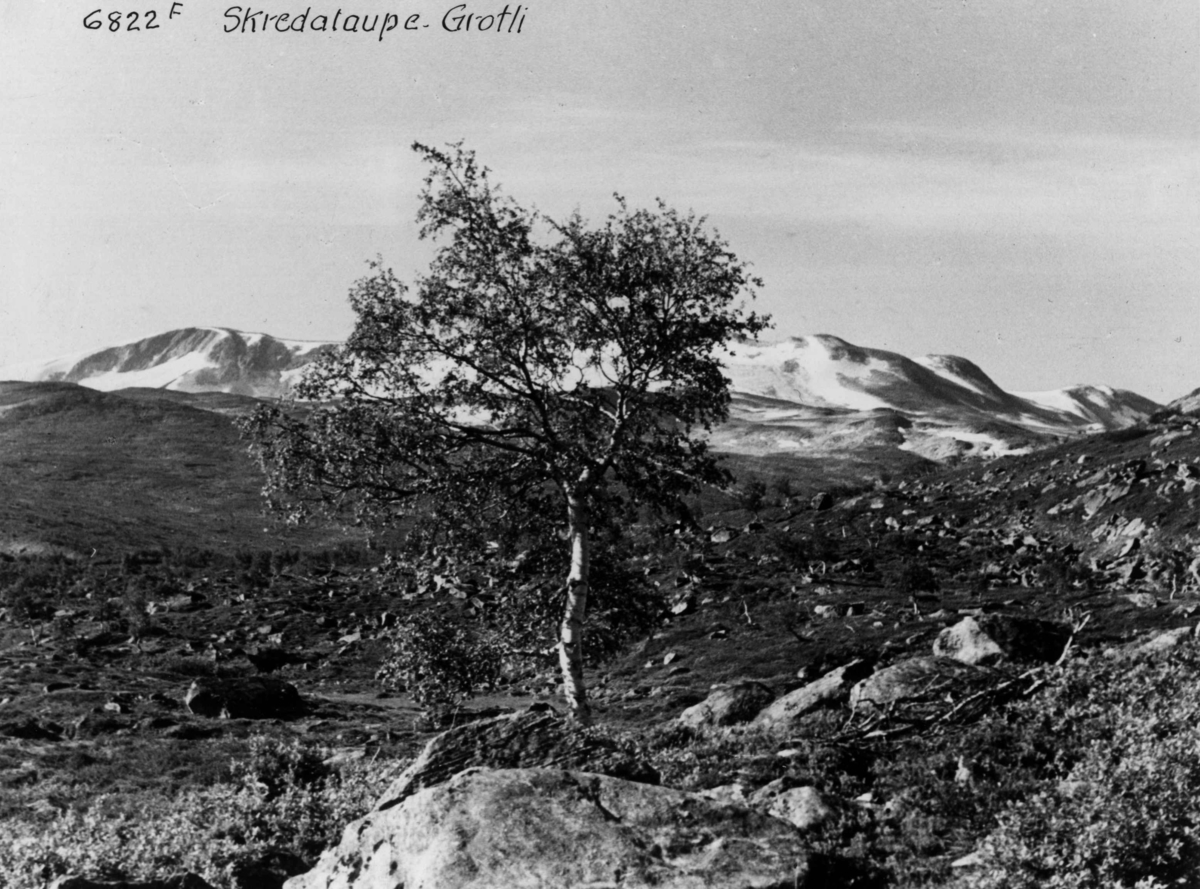 Anders Beer Wilse, Fjellvidde Grotli Skridulaupen