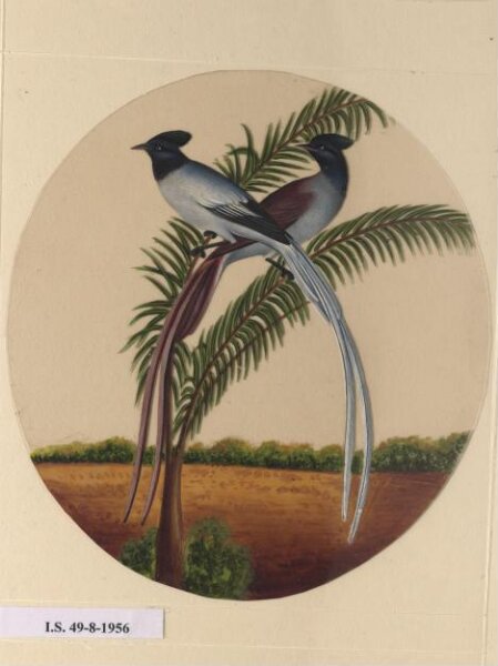 Unknown, One of twelve drawings of birds and reptiles, insects and flowers.