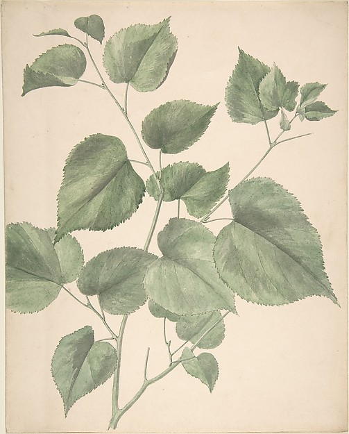 Anonymous, British, 19th century, Leaves