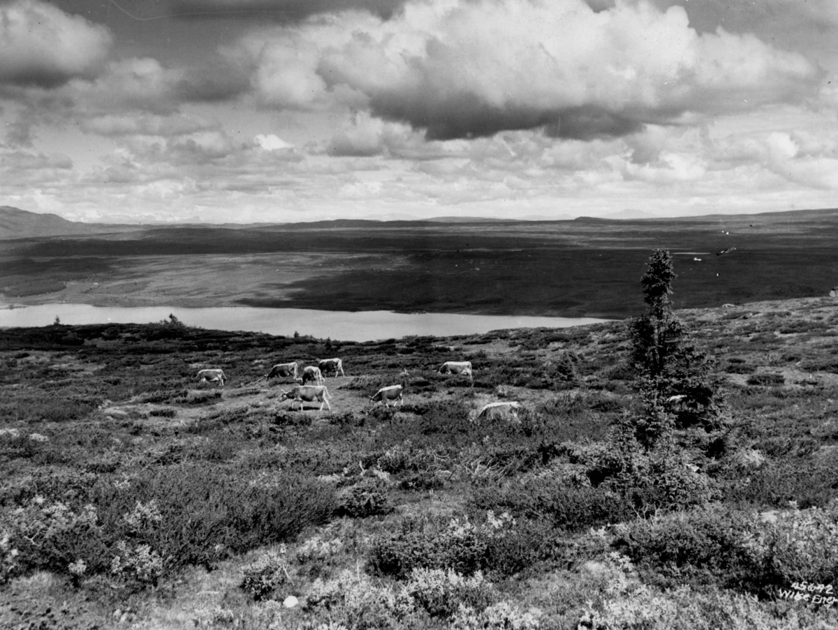 Anders Beer Wilse, Landskap, husdyrhold, Oset, Tisleifjorden.