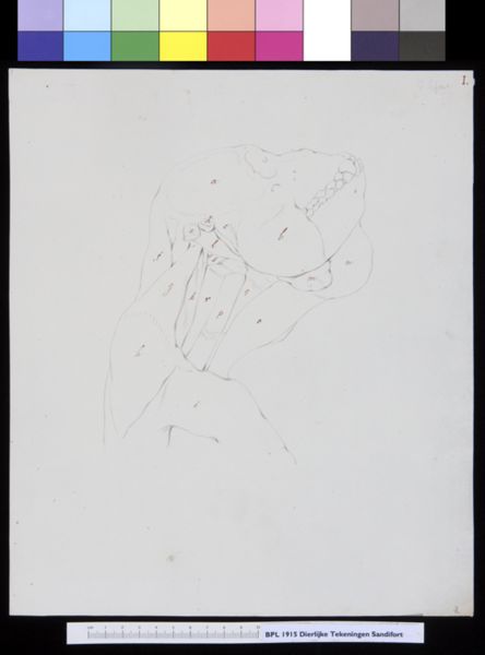 Gerard Sandifort, Animals: ape, skull