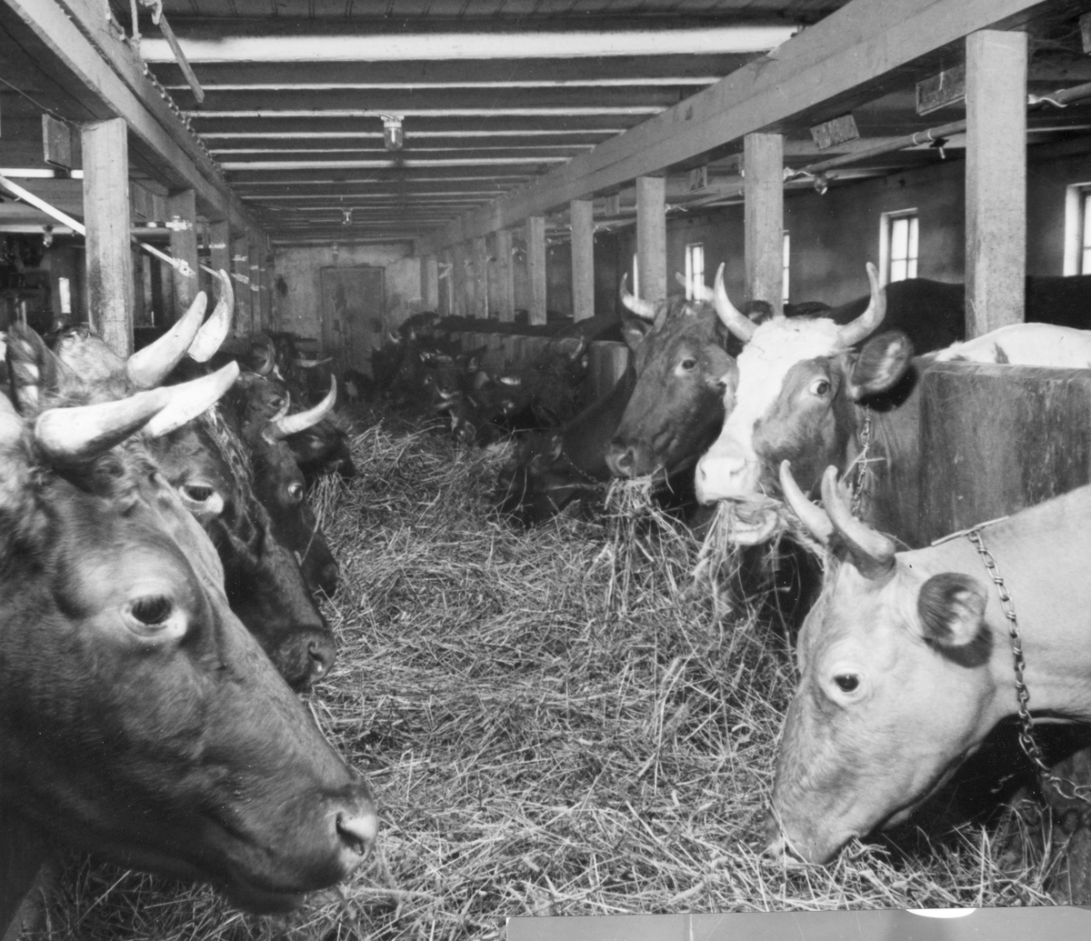 Anno Domkirkeodden, Dyri gard i Løten, Kyr, krøtter på båsen i fjøset på Dyri. Husdyrhold, mjølkeproduksjon