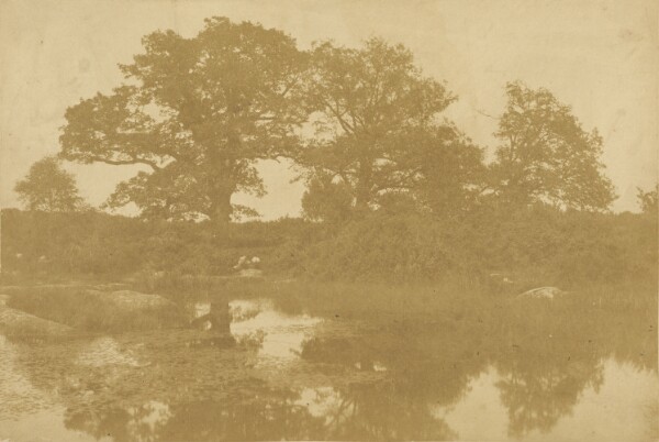 Charles Marville, [Forêt de Fontainebleau]