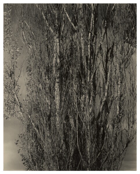 Alfred Stieglitz, Dying Poplar and Live Branch - Lake George
