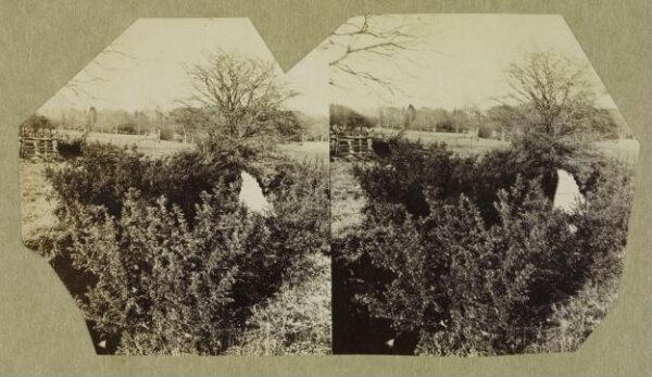 Clementina, Lady Hawarden, Photograph