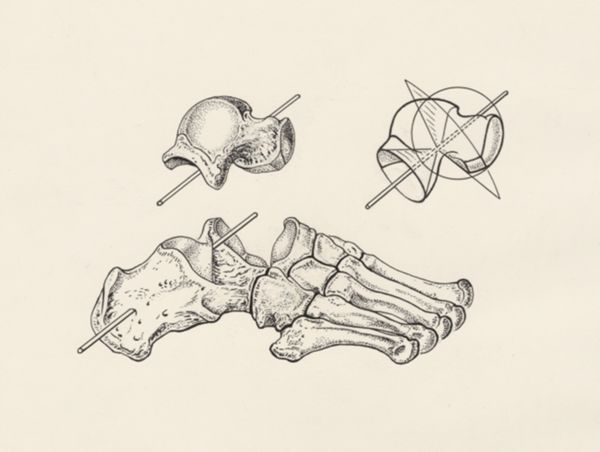 J Wetselaar-Whittaker, Knee joint and foot bone