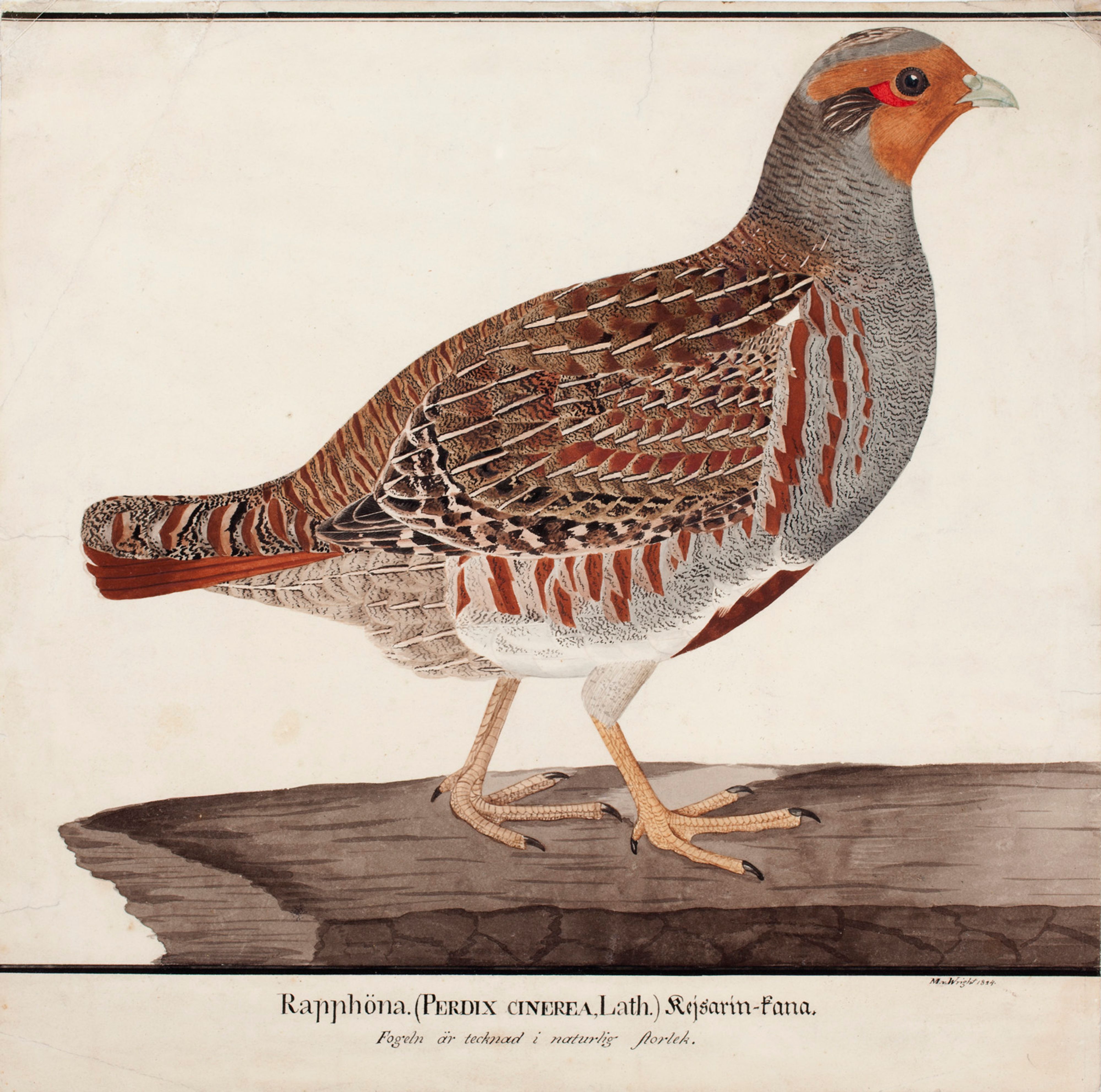 Magnus von Wright, Grey Partridge