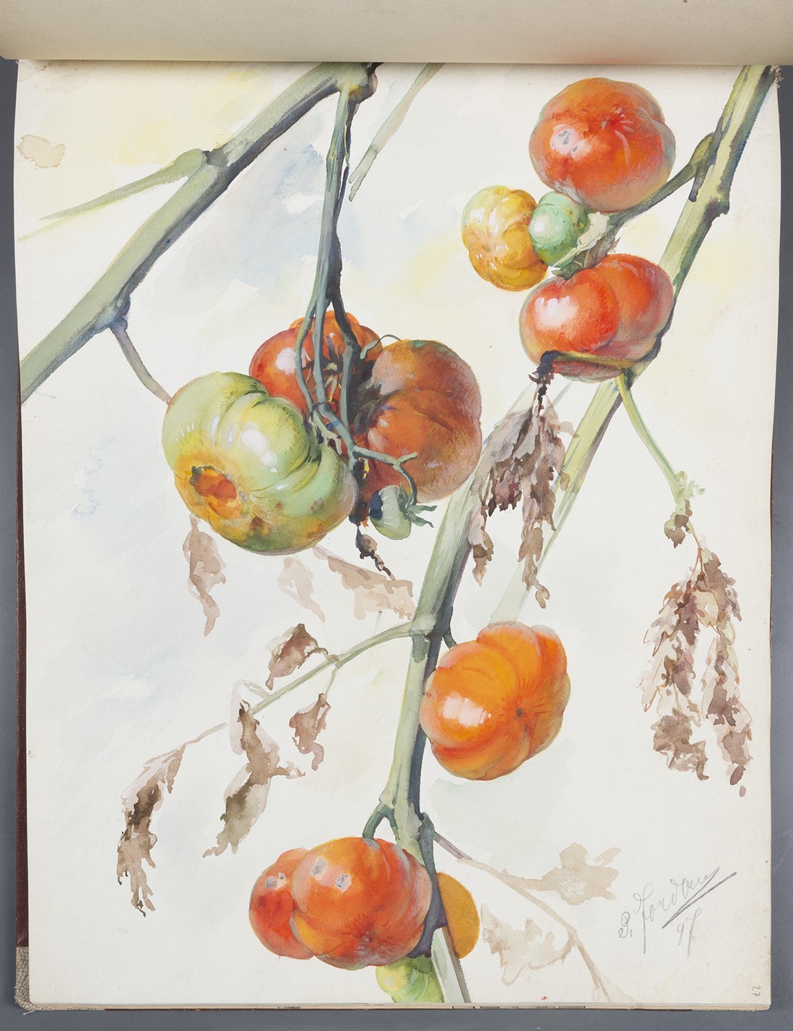 Paul Jordan, Gemüse: Tomaten