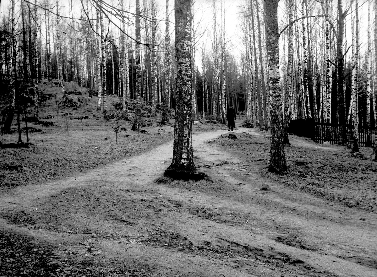 Ellert Johan Viktor Sörman, The Karlberg Forest. Photographer: E Sörman.