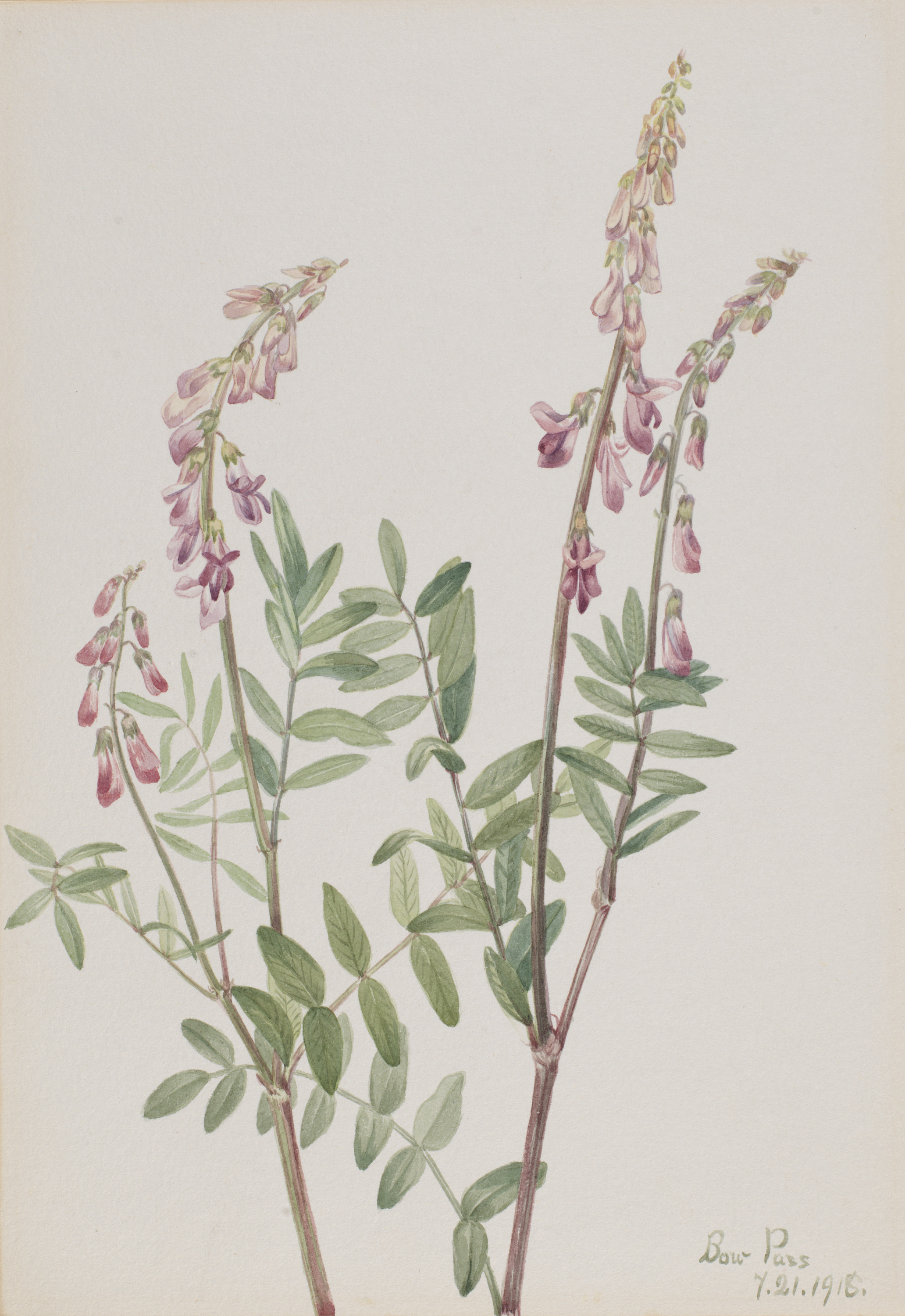 Mary Vaux Walcott, Pink Hedysarum (Hedysarum americanum)