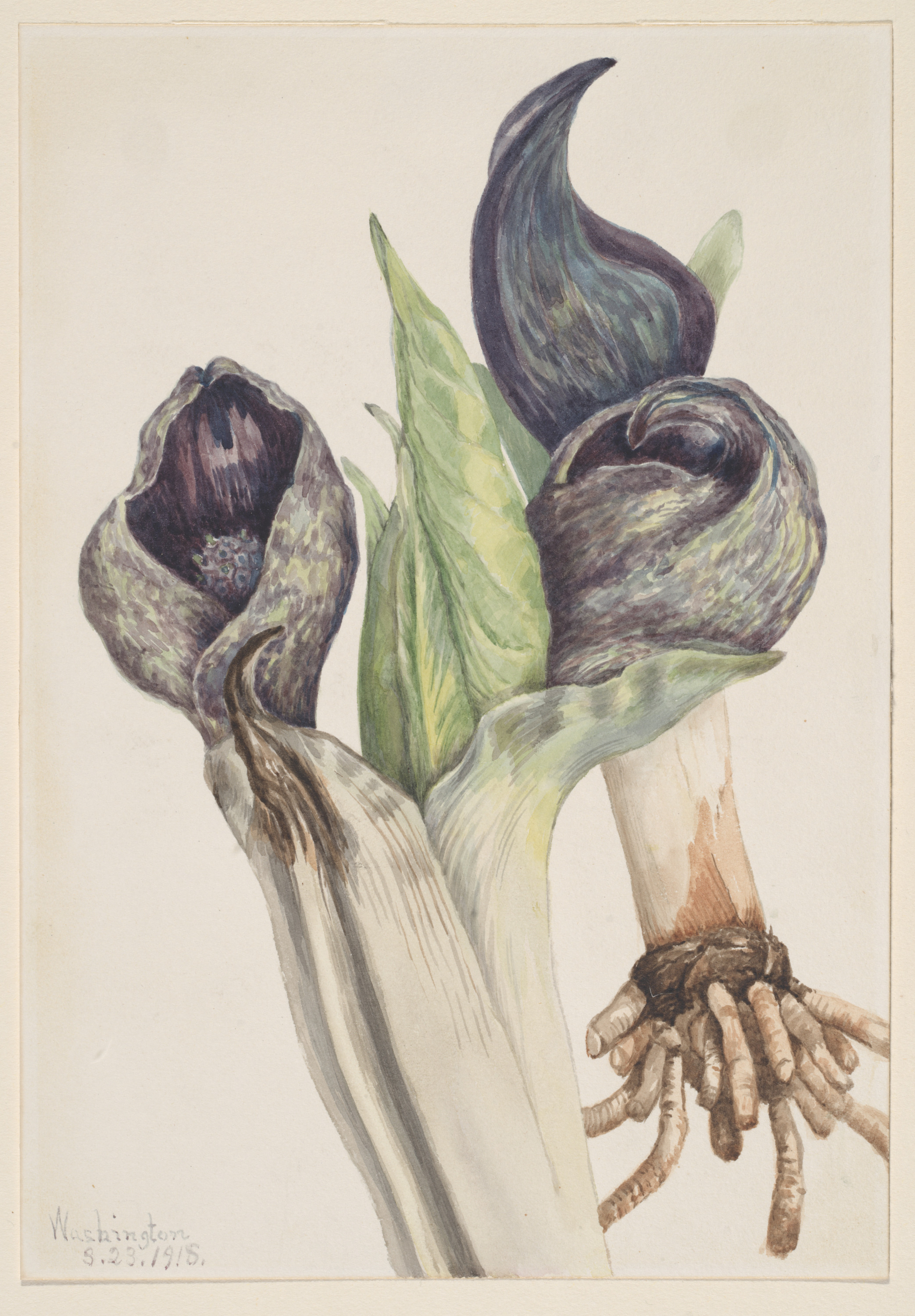 Mary Vaux Walcott, Skunk Cabbage (Spathyema foetida)