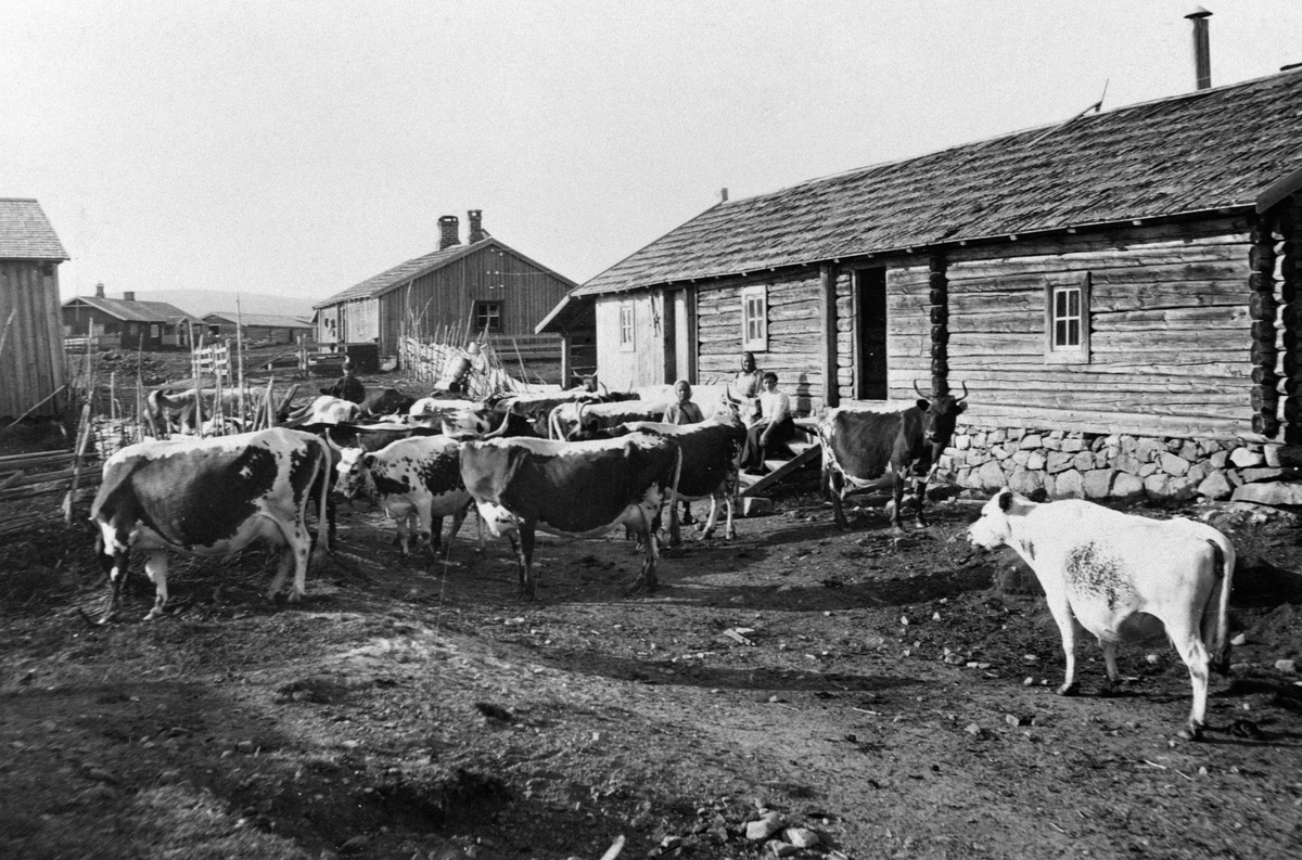 Anno Domkirkeodden, Telemarksku på Nysetra, Nysætra meieri, Øyongen, Ringsakerfjellet.