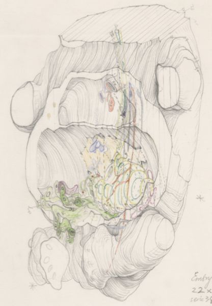J Tinkelenberg, Ultrasound of the human embryo