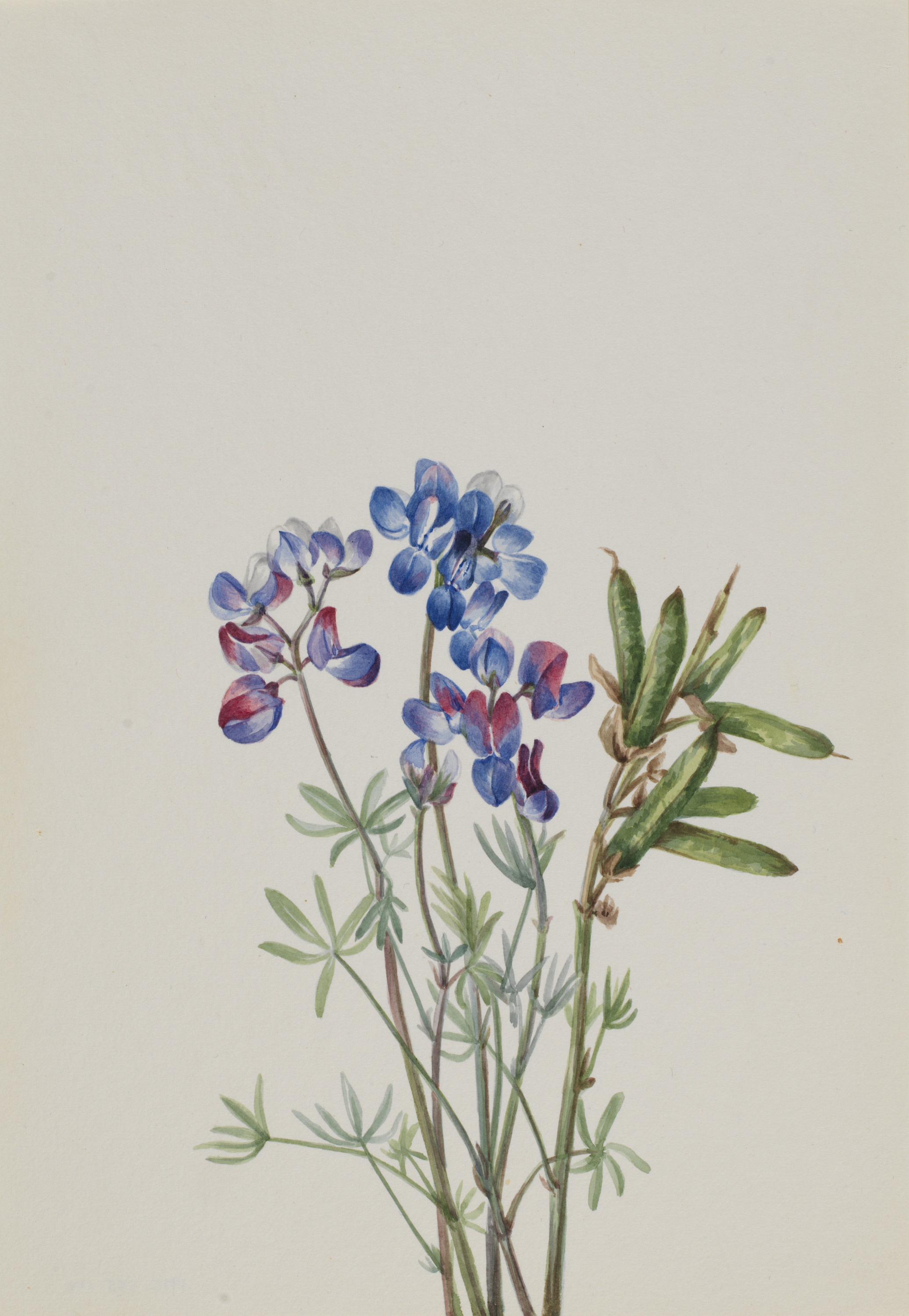 Mary Vaux Walcott, Untitled--Flower Study