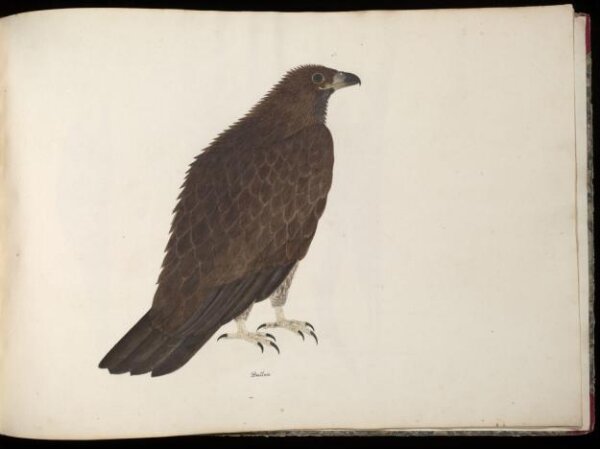 Unknown, Fishing eagle