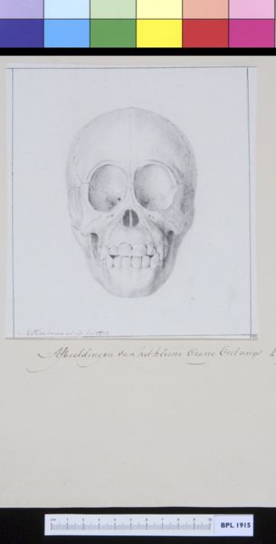M Houtman, Animals: ape, skull