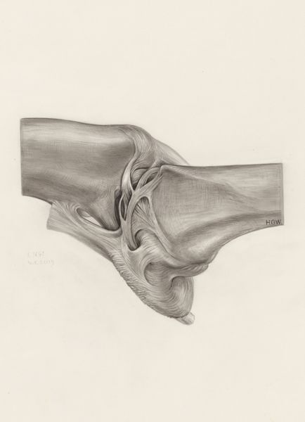 H.G Wetselaar, Muscular tissue of the upper extremities