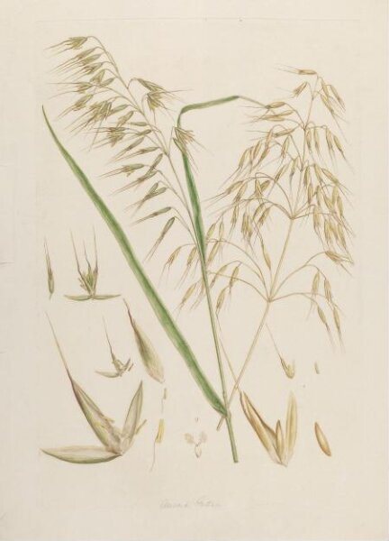 John Miller, Print