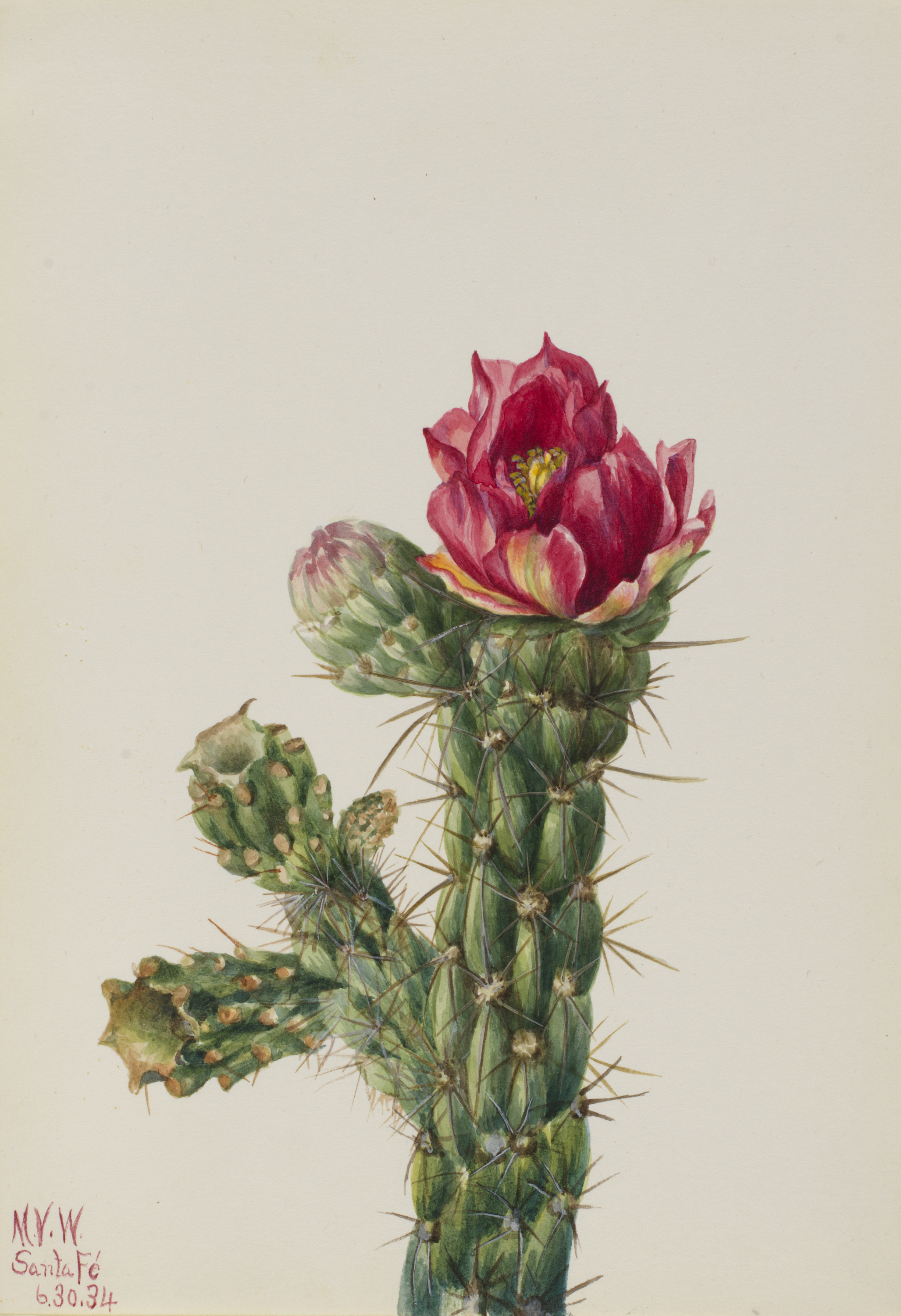 Mary Vaux Walcott, Walkingstick Cholla (Opuntia imbricata)