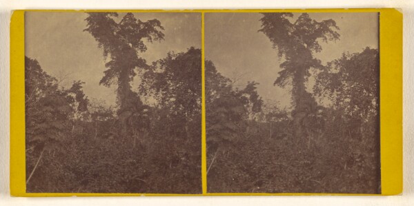 Timothy H. O'Sullivan, [Tree covered with Pansite Vines on the Sassardi river. U.S. Darien Expedition]