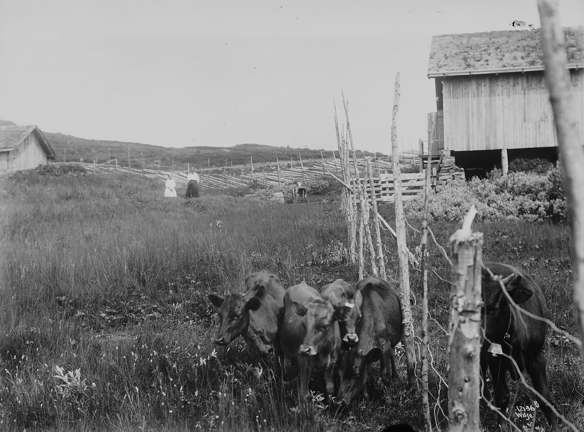 Anders Beer Wilse, Konv: Wulfsberg/kalve paa sæteren
