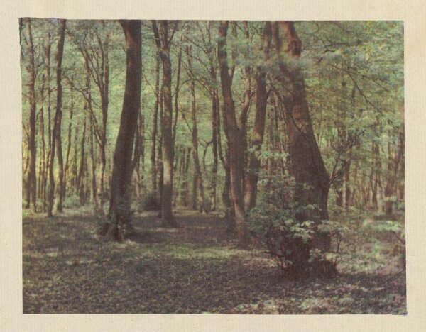 Warburg, Agnes Beatrice, Buckinghamshire Beeches