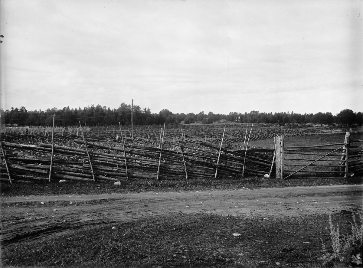 Paul Sandberg, Väg och gärdesgårdar, Hållen, Hållnäs socken, Uppland juli 1935