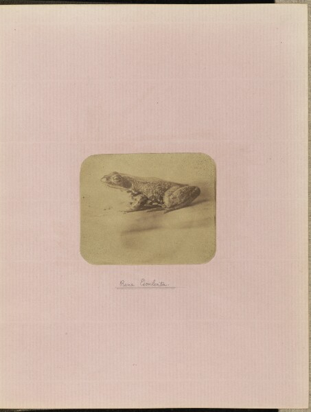 Unknown, Rana esculenta