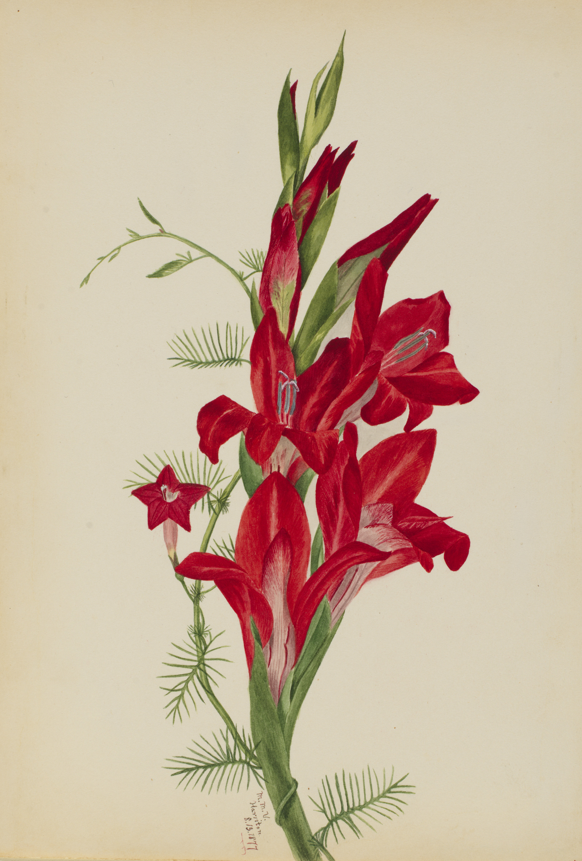 Mary Vaux Walcott, Cannas and Cypress Vine (Canna species and Ipomoea quamoclit)